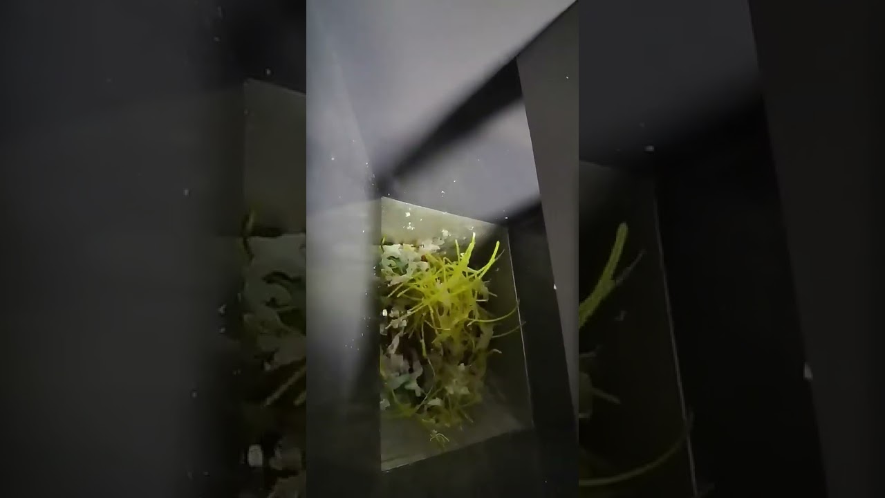 Laboratory Mini Plastic Shredder   BORX 220V, 1 10kgh Multifunctional Plastic Crusher #factory